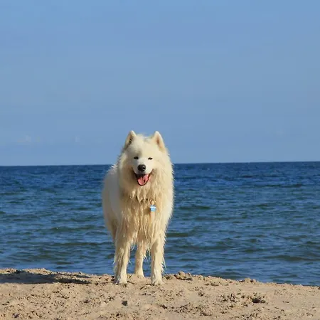 Czerwone Zagle Caloroczne *