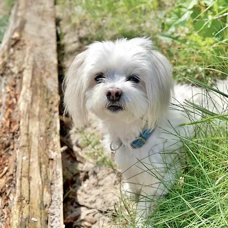 Czerwone Zagle Caloroczne *