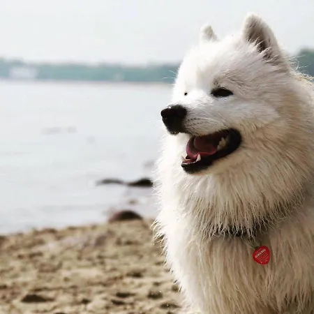 Lejlighed Czerwone Zagle Caloroczne Władysławowo