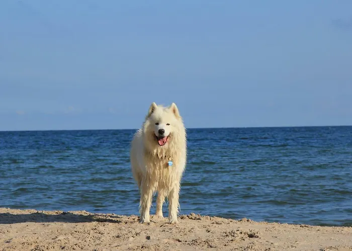 Czerwone Zagle Caloroczne *