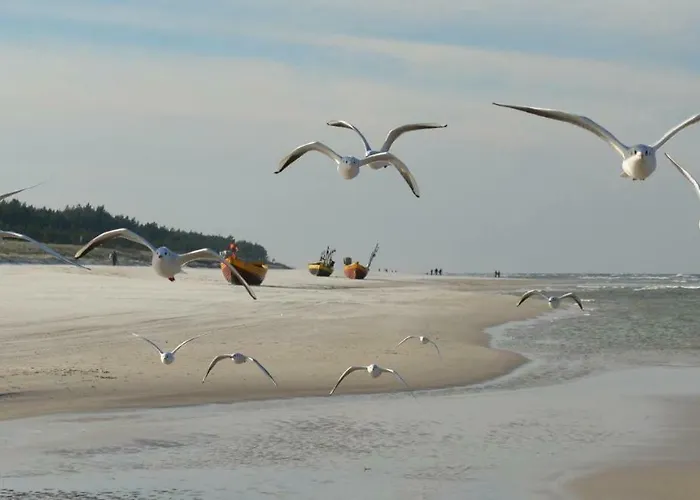 Czerwone Zagle Caloroczne Daire *