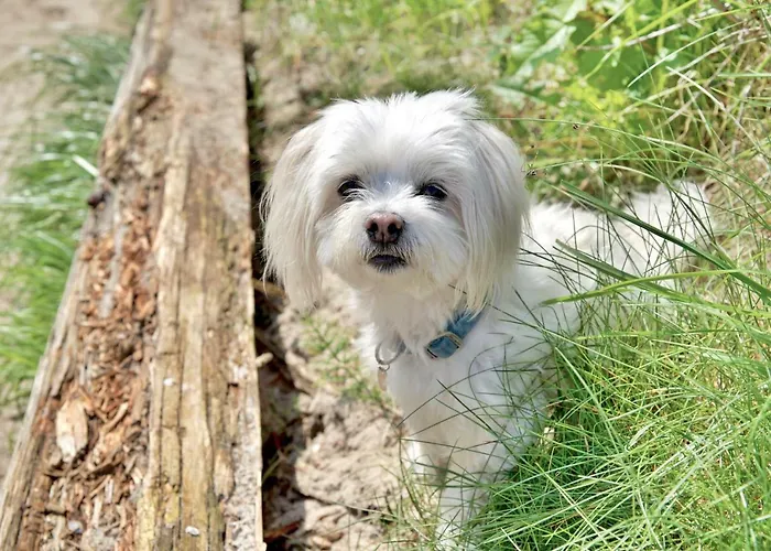 Czerwone Zagle Caloroczne *