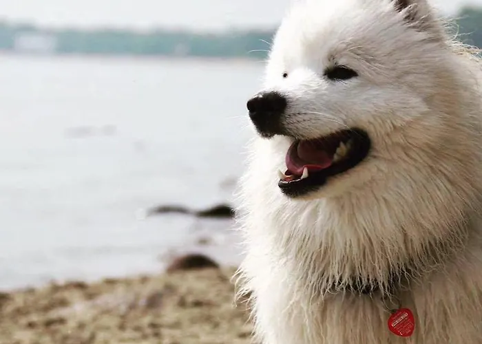 Daire Czerwone Zagle Caloroczne Władysławowo